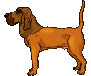 hond animéiert-biller-gif